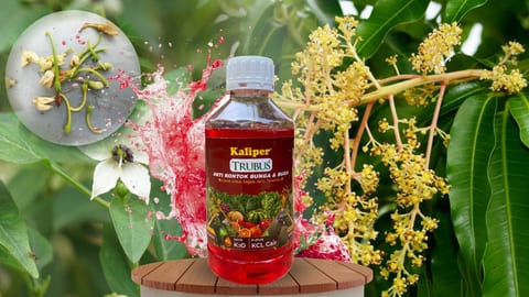 Bunga Rontok Sebelum Jadi Buah? Petani Pemula Wajib Tahu