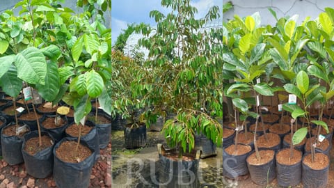 5 Kesalahan Merawat Bibit Tanaman Buah yang Sering Terjadi