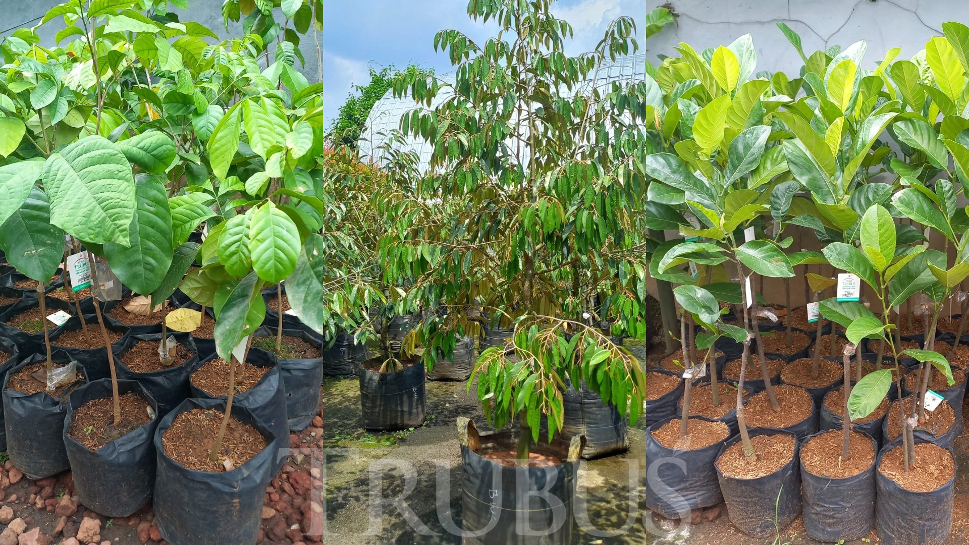 5 Kesalahan Merawat Bibit Tanaman Buah yang Sering Terjadi