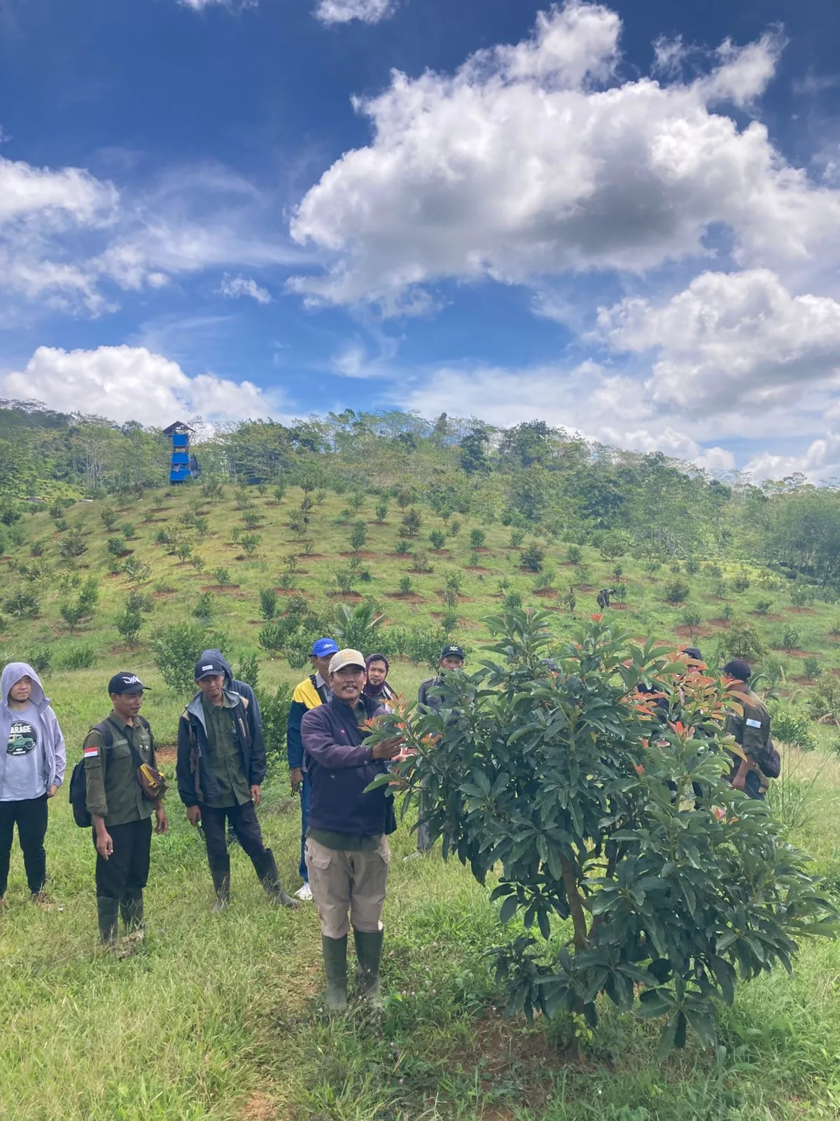 Kebun dan Pertamanan